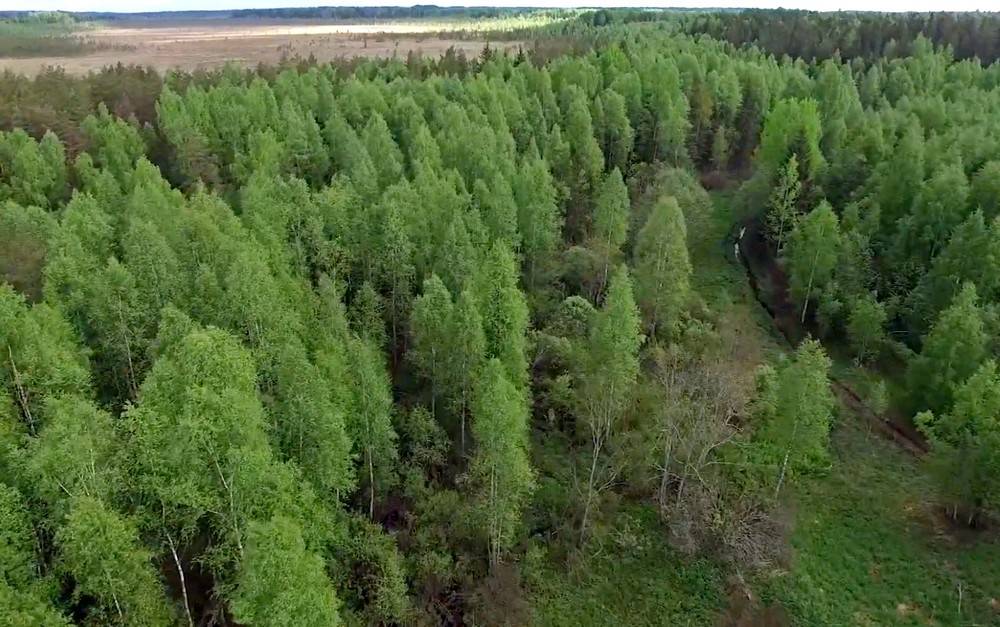 Какие есть группы лесов. Группы лесов. В России много лесов. Большой лес много лесных акаций. Ученые в лесу.